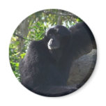 Gibbon magnets