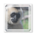 Gibbon Magnet