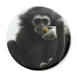 gibbon magnets