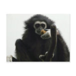 gibbon postcards
