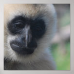 Gibbon Poster posters