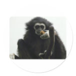gibbon stickers