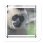Gibbon Sticker