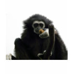 gibbon t-shirts