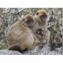 Gibraltar Apes - Photo Sculpture