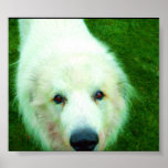 Giddeon Poser Print