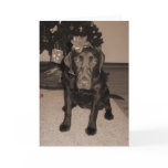 Gift Wrapped Labrador cards