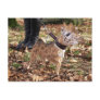 Gihuahua Postcards