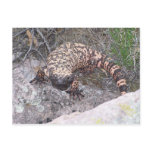 Gila Monster postcards