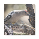 Gila Woodpecker Magnet