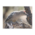 Gila Woodpecker Postcard