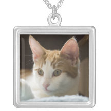 ginger and white kitten jewelry
