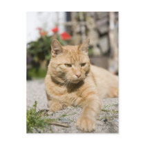 Ginger Antek postcards