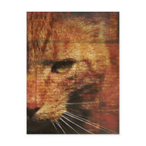 Ginger cat postcard