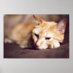Ginger Cat posters