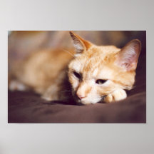 Ginger Cat Print