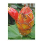 Ginger Flower with Ant Postcard