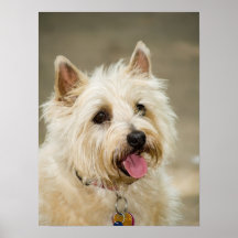 Ginger smiles poster