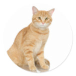Ginger Tabby stickers