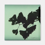 Gingko - backlit against the sky fridge magnets