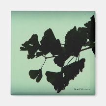 Gingko - backlit against the sky fridge magnets