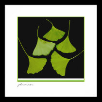 Gingko Leaves poster posters