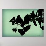 Gingko Posters