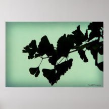 Gingko Posters