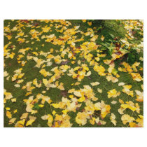Ginkgo biloba leaves
