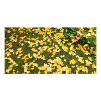 Ginkgo biloba leaves