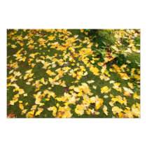 Ginkgo biloba leaves