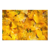 Ginkgo Biloba leaves Photograph