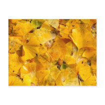 Ginkgo Biloba leaves Postcards
