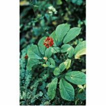 Ginseng ( American ) Photo Cutout