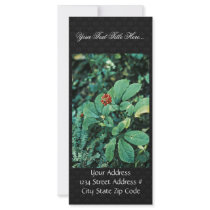 Ginseng ( American ) Rack Cards