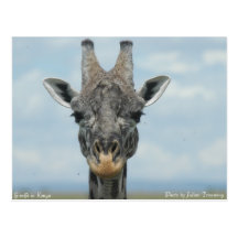Girafe in Kenya Post Card