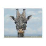 Girafe in Kenya Post Card