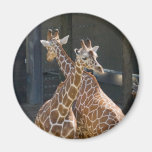 giraffe2 fridge magnets