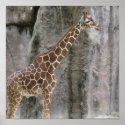Giraffe 3 posters