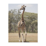 Giraffe 5 post card