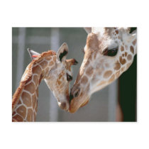 Giraffe and Baby postcard