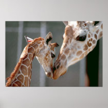 Giraffe and Baby print