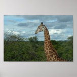 Giraffe at Dusk Posters