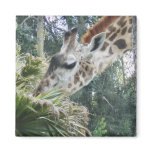 Giraffe at lunch magnet