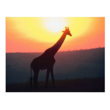 Giraffe at Sunset Postcard
