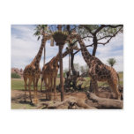 Giraffe Attack postcards