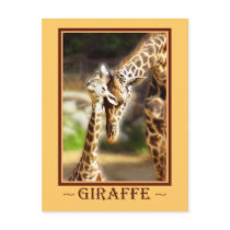 Giraffe Baby