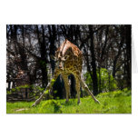 Giraffe Bowing cards