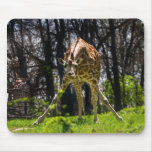 Giraffe Bowing mousepads
