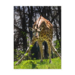 Giraffe Bowing postcards
